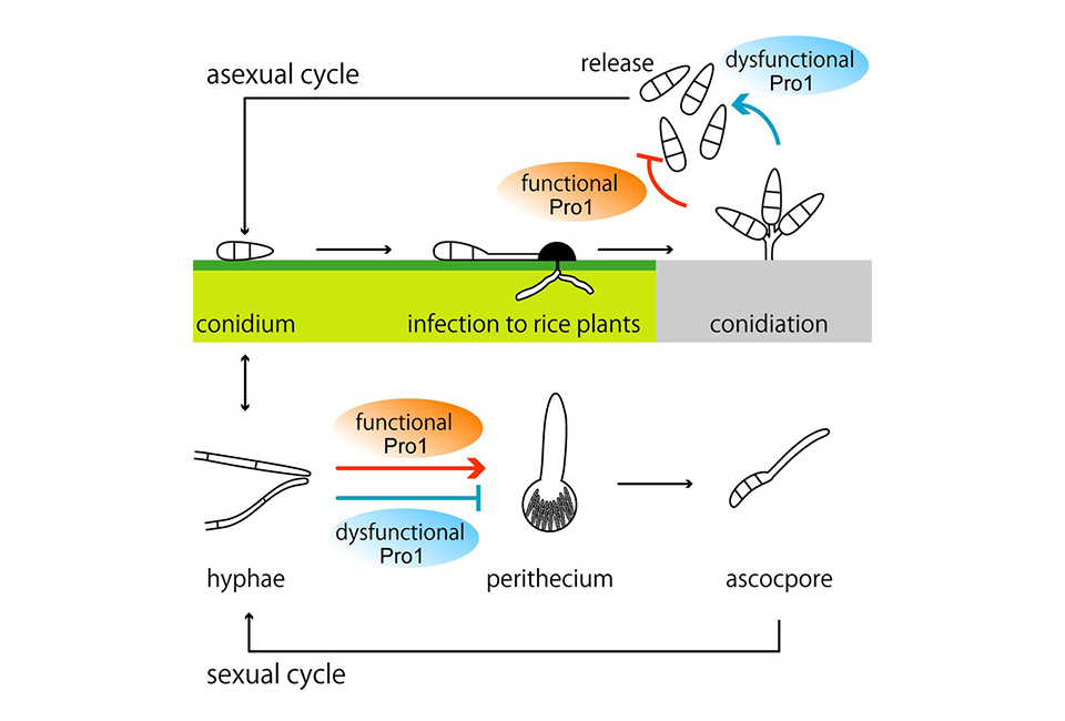 Pro1 Protein Malfunction Allows Rice Blast Fungus to Thrive, New Study Shows