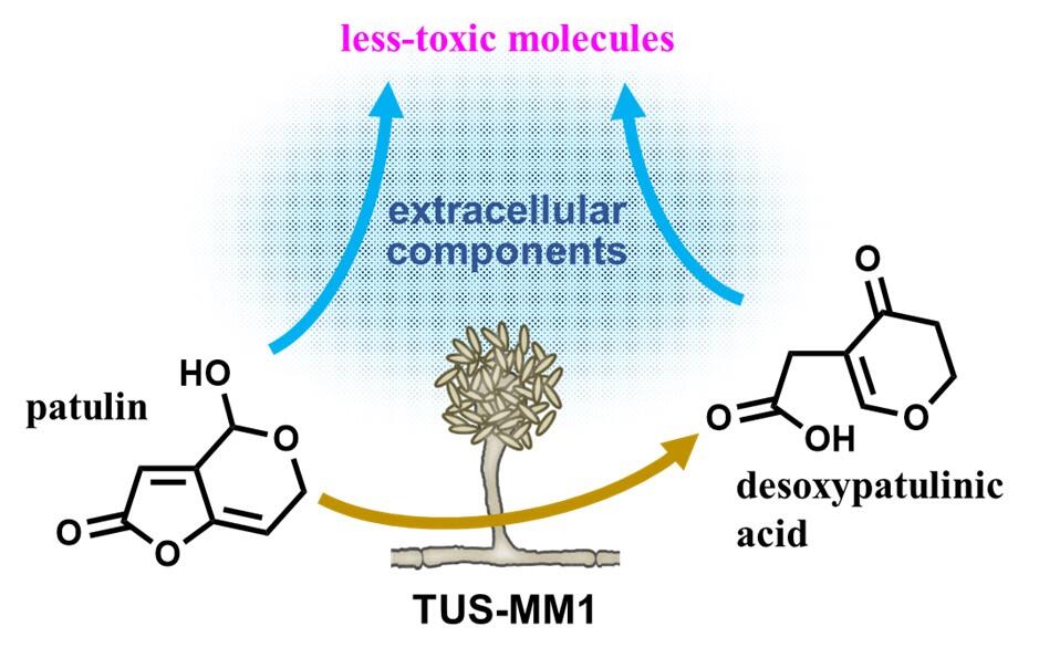 Newly Discovered Fungus Helps Destroy a Harmful Food Toxin