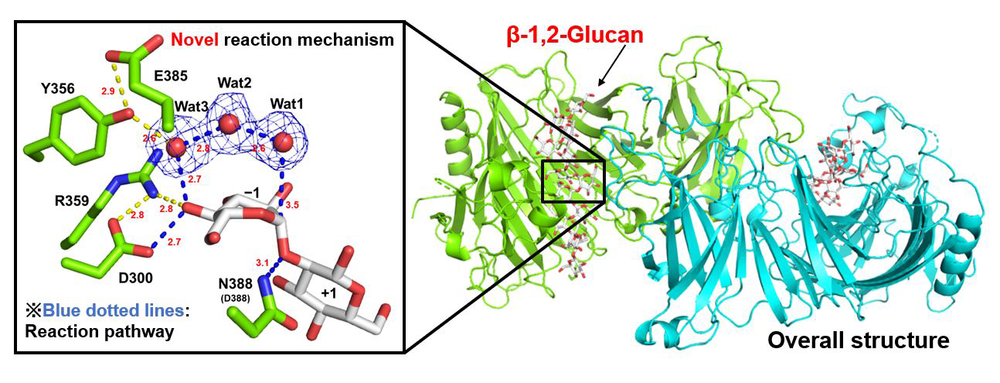 Novel Enzyme Family Could Provide Insights into Bacterial Pathogenicity