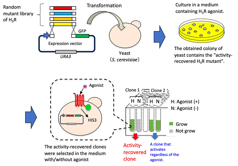 Restoring the Function of a Human Cell Surface Protein in Yeast Cells