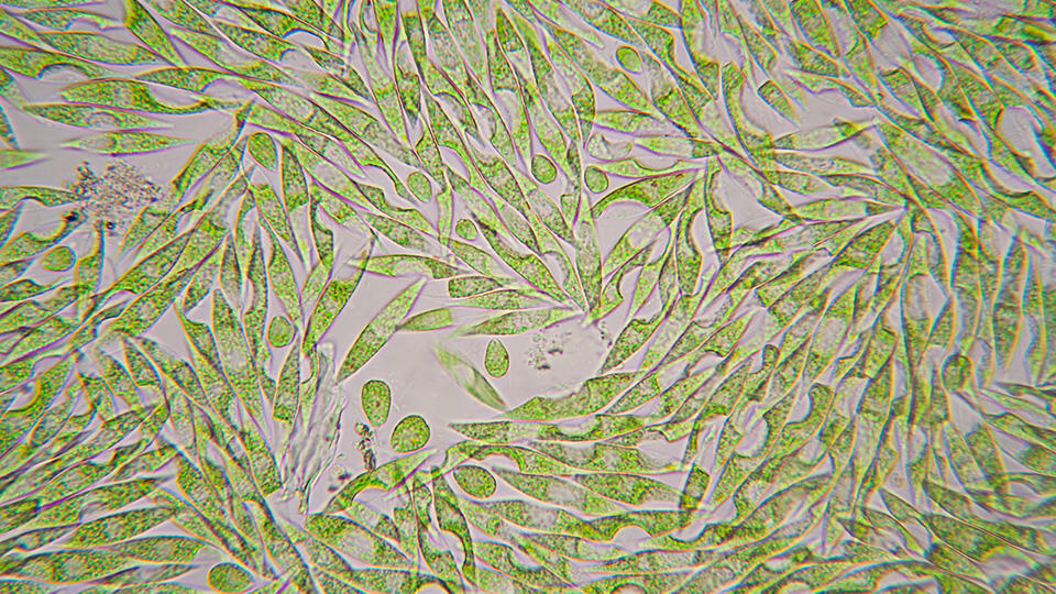 Cultivating Euglena in Tomato Juice 