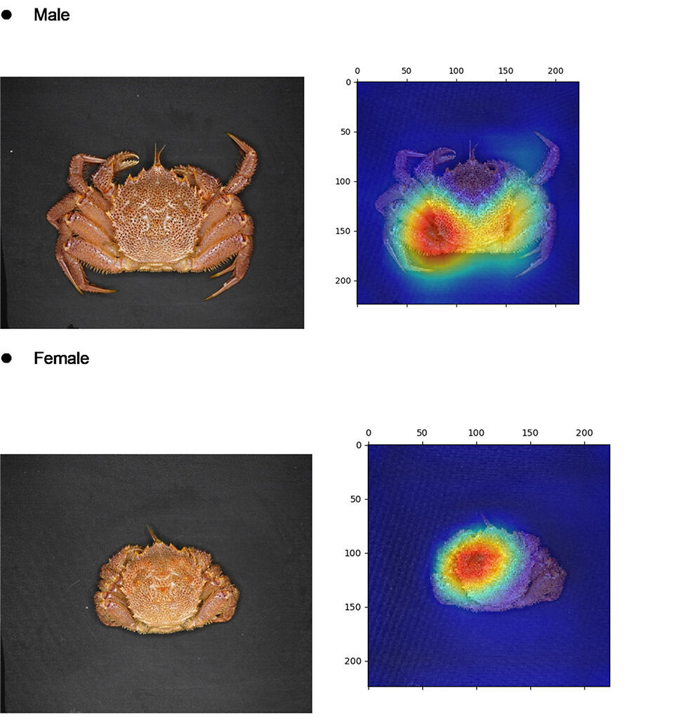 AI-Powered Crab Gender Identification: Revolutionizing Fishery Management and Conservation
