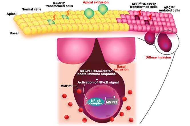 Survival of the Fittest? New Study Shows How Cancer Cells Use Cell Competition to Evade the Body's Defenses 