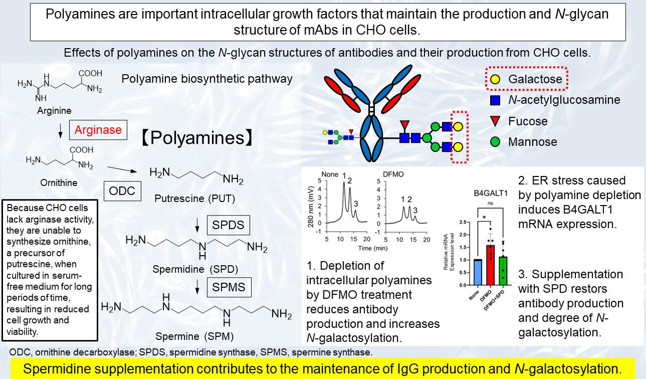 Manipulating Polyamines to Enhance Antibody Efficacy: A Novel Approach in Biotechnology