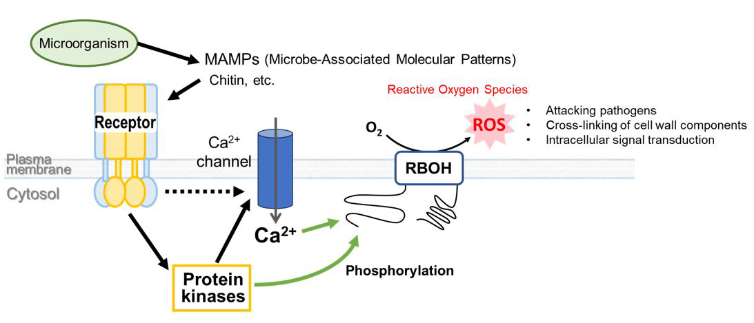 New Study Unveils How Plants Control the Production of Reactive Oxygen Species