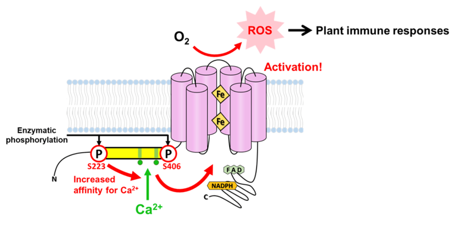 New Study Unveils How Plants Control the Production of Reactive Oxygen Species