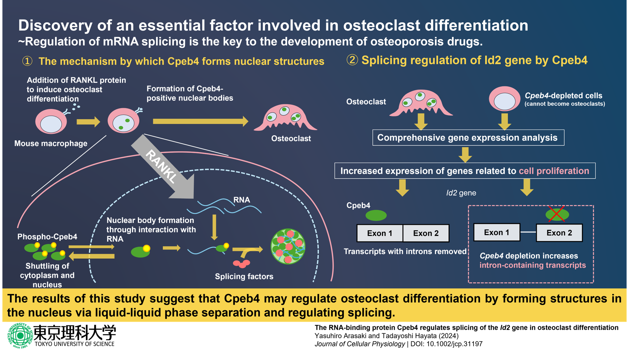 RNA Splicing Regulation Discovery Provides Insight into Bone Diseases 