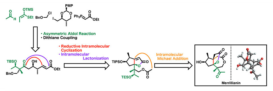 Scientists Achieve First Total Synthesis of Potentially Anti-Rheumatic Sesquiterpene Merillianin