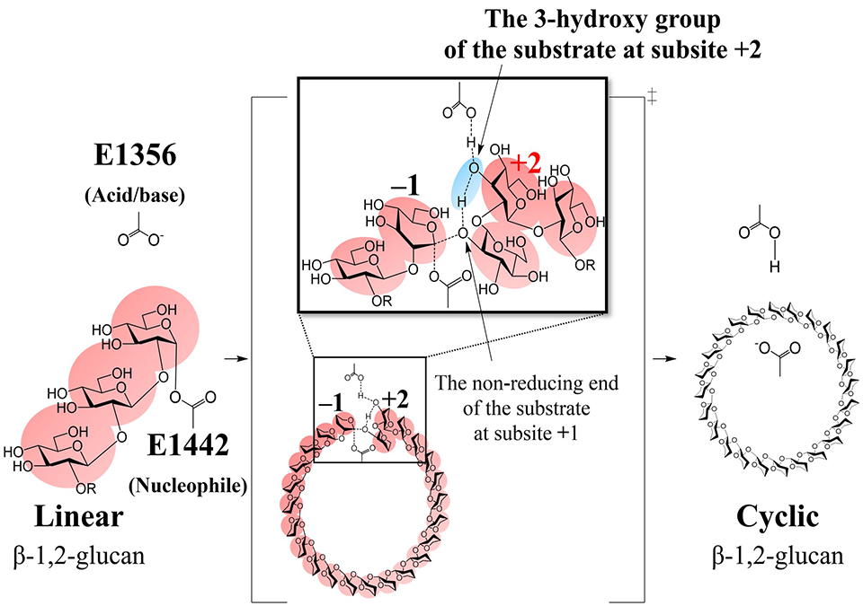 Uncovering The Cyclization Mechanism of Cyclic β-1,2-Glucan Synthase