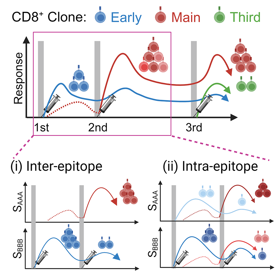 Optimizing Boosters: How COVID mRNA Vaccines Reshape Immune Memory After Each Dose