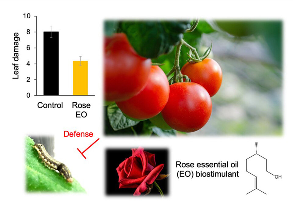 Rose Essential Oil: A Safe Pesticide for Organic Agriculture