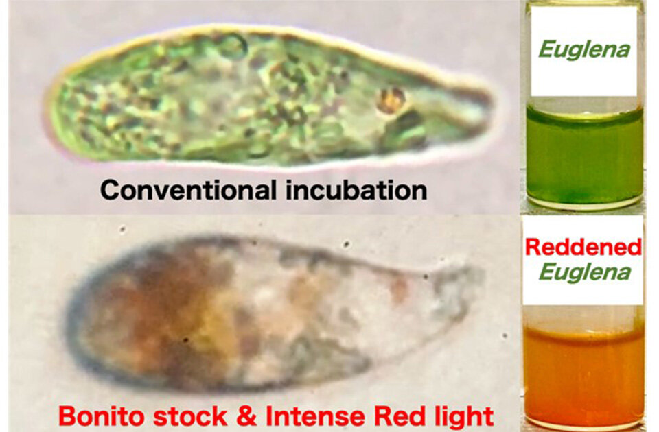 Green-to-Red Transformation of Euglena gracilis Using Bonito Stock and Intense Red Light