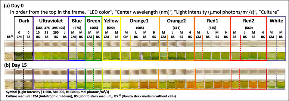 Green-to-Red Transformation of Euglena gracilis Using Bonito Stock and Intense Red Light