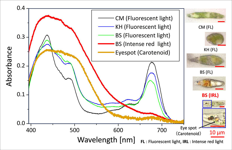 Green-to-Red Transformation of Euglena gracilis Using Bonito Stock and Intense Red Light