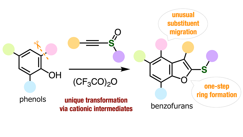 Breakthrough in Benzofuran Synthesis: New Method Enables Complex Molecule Creation