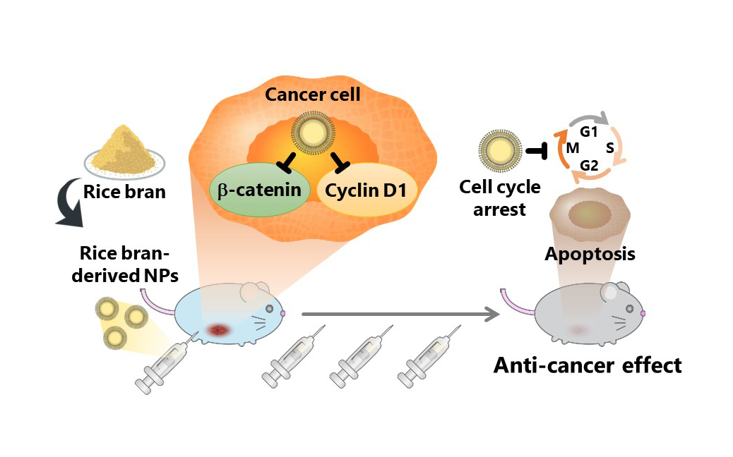 Breakthrough Rice Bran Nanoparticles Show Promise as Affordable and Targeted Anticancer Agent