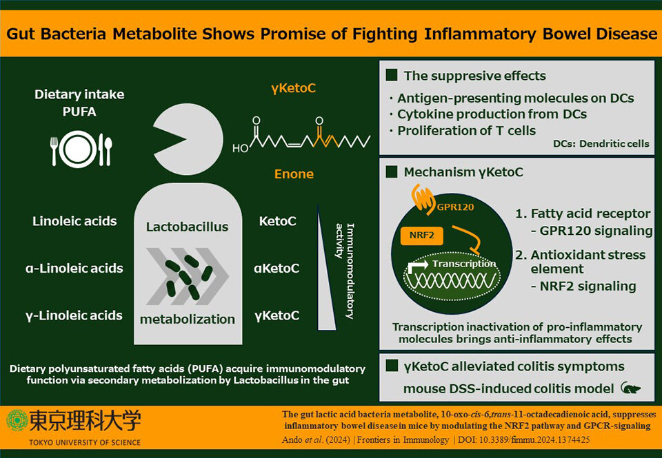 Gut Bacteria Metabolite Shows Promise of Fighting Inflammatory Bowel Disease