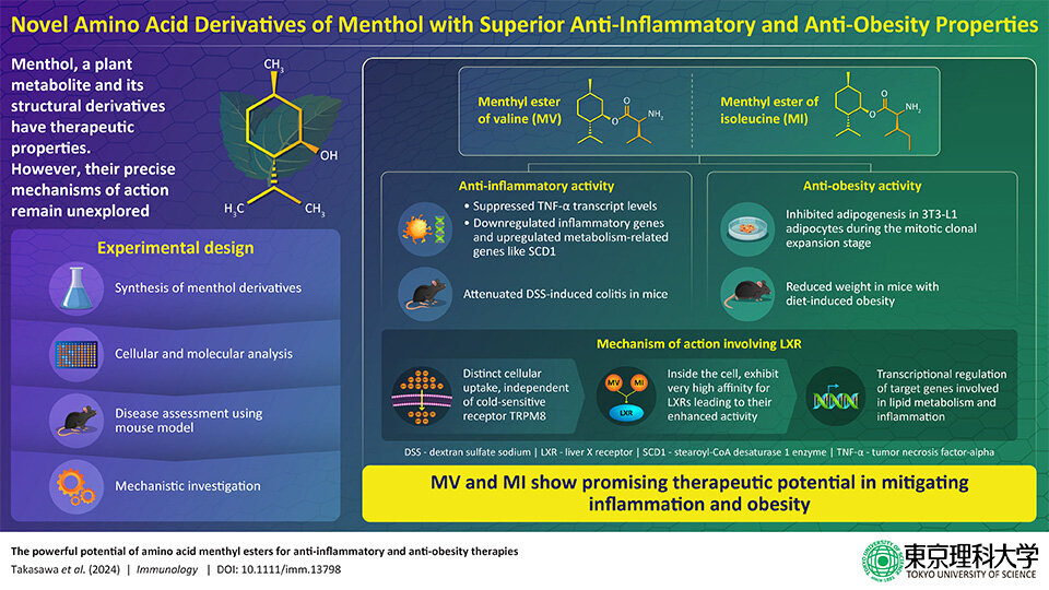 Fighting Fat and Inflammation: Scientists Develop Powerful New Compounds