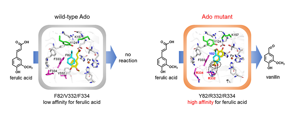 Bioengineered Enzyme Creates Natural Vanillin from Plants in One Step