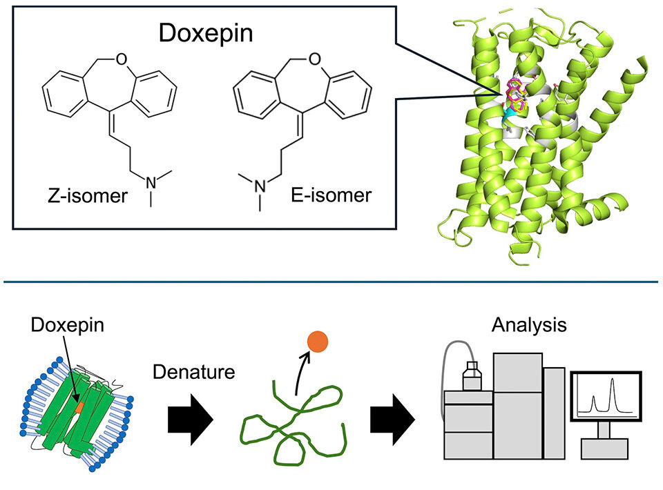 New Insights into Antihistamine Binding Could Lead to More Effective Treatments