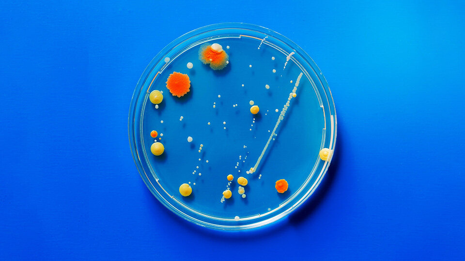 Breakthrough: Natural Bacteria Compound Offers Safe Skin Lightening