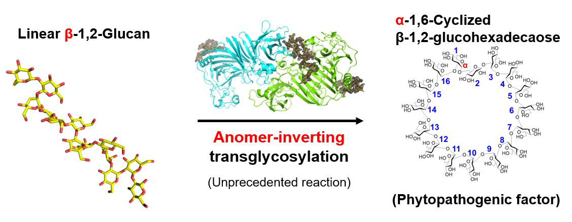 Breakthrough in Plant Disease: New Enzyme Could Lead to Anti-Bacterial Pesticides