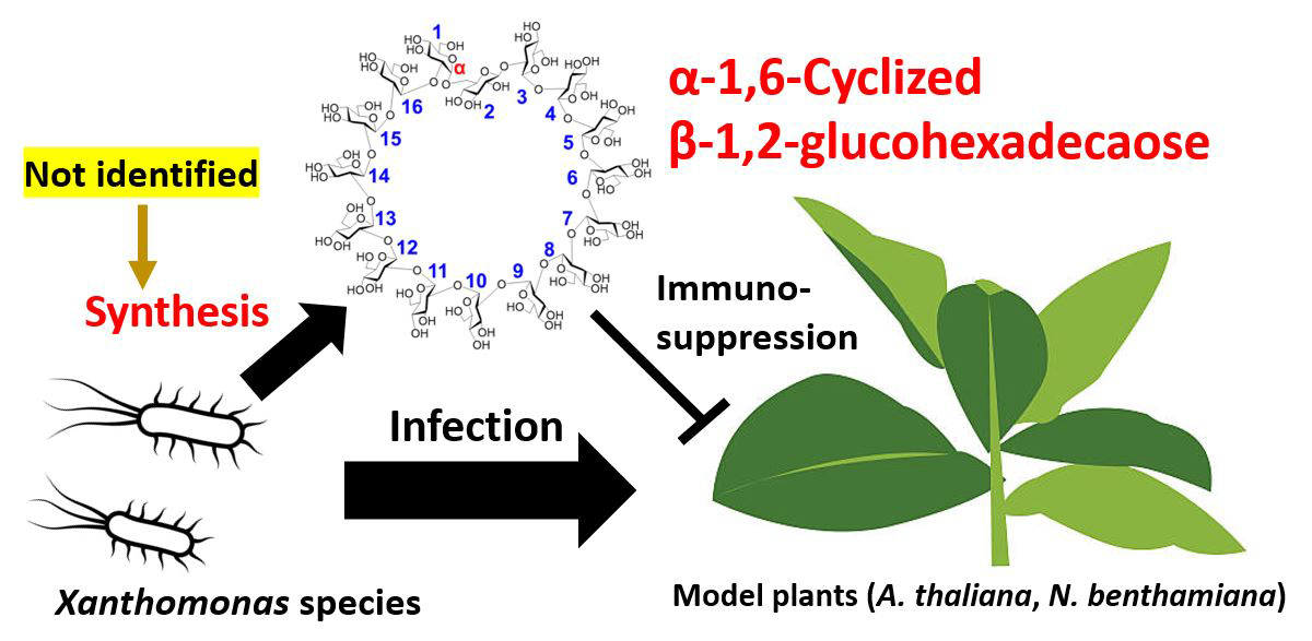 Breakthrough in Plant Disease: New Enzyme Could Lead to Anti-Bacterial Pesticides