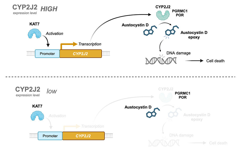 Exploring the Role of Cytochrome Oxygenases in Augmenting Austocystin D-Mediated Cytotoxicity
