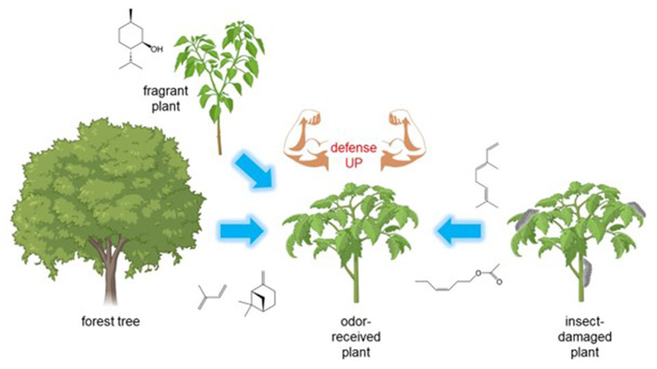 Harnessing Plant Odors to Revolutionize Sustainable Agriculture