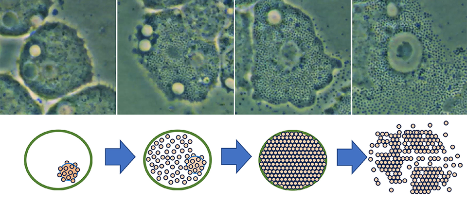 Revolutionizing Biology Education: Scientists Film 'Giant' Mimivirus in Action