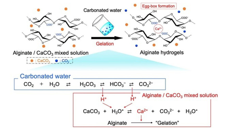 Transforming Marine Waste and Carbonated Water into Hydrogels via CO2 Release Behavior