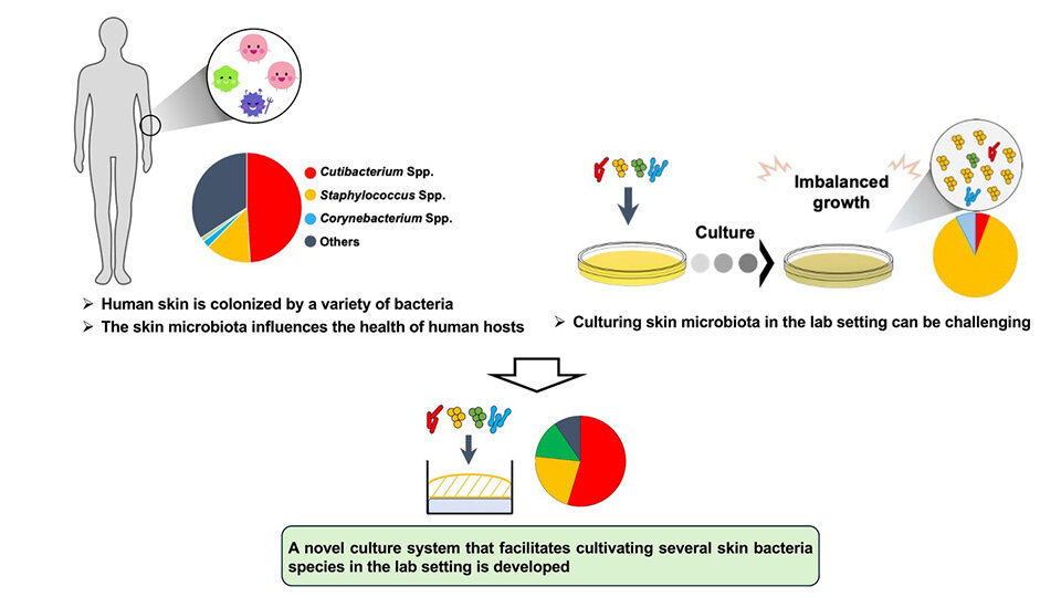 Scientists Develop Breakthrough Culture System to Unlock Secrets of Skin Microbiome