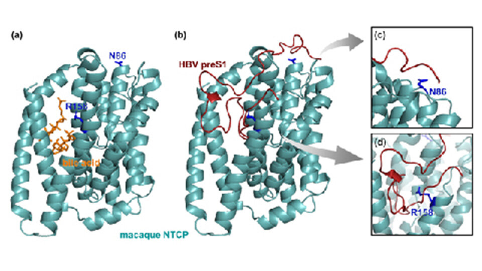 The Viral Puzzle of Why Humans are Susceptible to Hepatitis B Virus, But Monkeys are not!