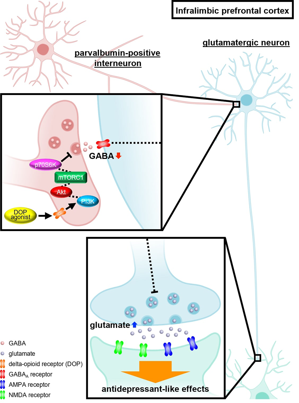 Scientists Uncover Rapid-Acting, Low-Side-Effect Antidepressant Target