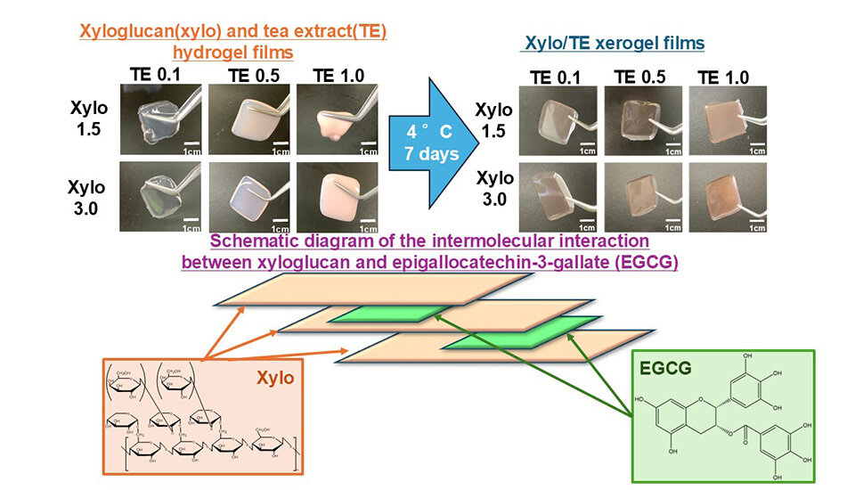 Green Tea-Based Adhesive Films Show Promise as a Novel Treatment for Oral Mucositis