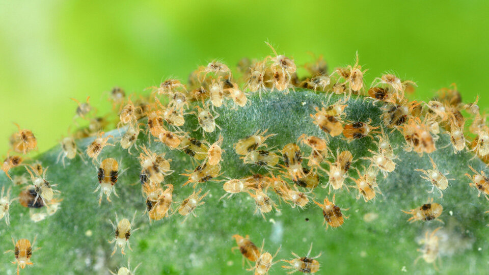 New Discovery in Plant-Pest Warfare Could Lead to Sustainable Farming Solutions
