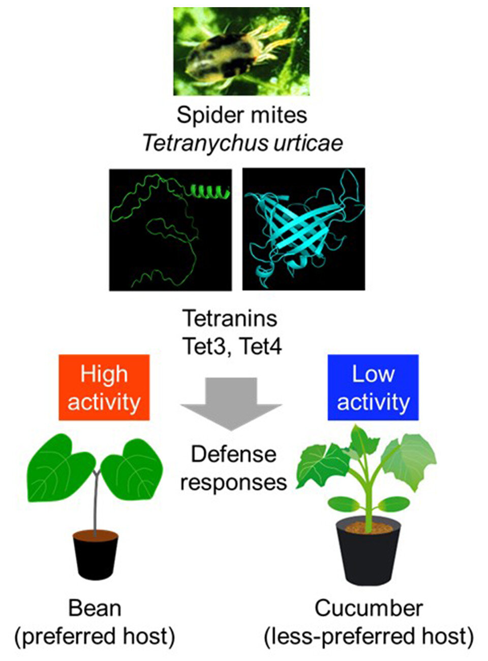 New Discovery in Plant-Pest Warfare Could Lead to Sustainable Farming Solutions