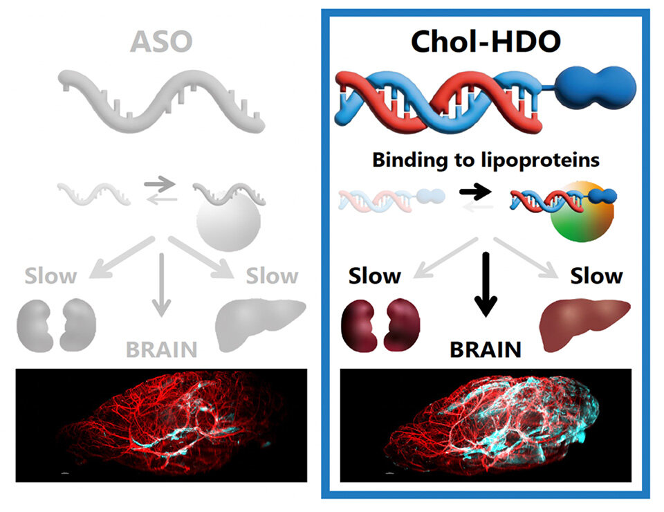 Towards Gene-Targeting Drugs Capable of Targeting Brain Diseases