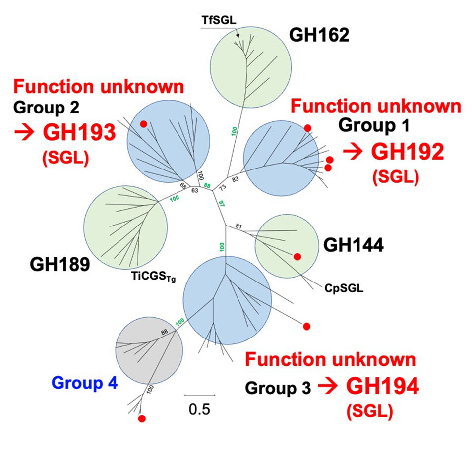 Scientists Discover New Enzyme Families That Break Down Rare Bacterial Carbohydrates