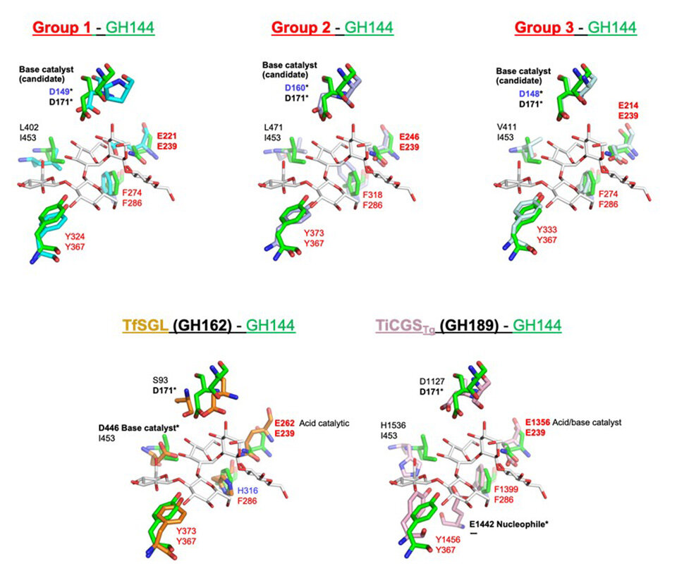 Scientists Discover New Enzyme Families That Break Down Rare Bacterial Carbohydrates