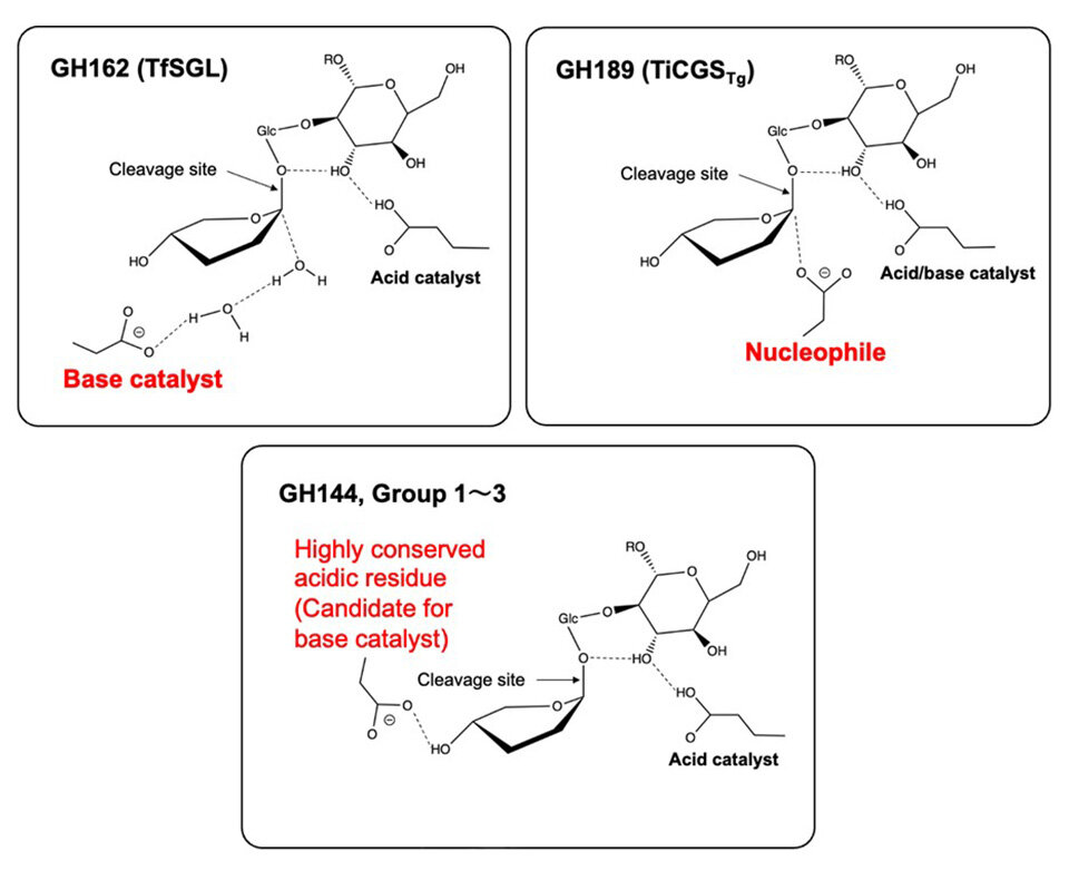 Scientists Discover New Enzyme Families That Break Down Rare Bacterial Carbohydrates