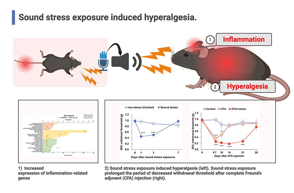 Researchers Discover That Sound Stress Alone Can Prolong and Intensify Pain