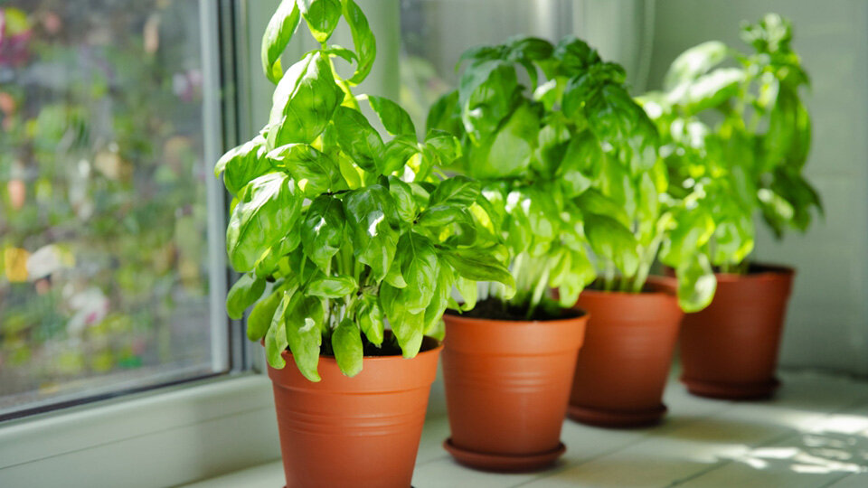 Beyond Pesticides: Discovering Nature's Own Pest Control with Bush Basil Companion Plants