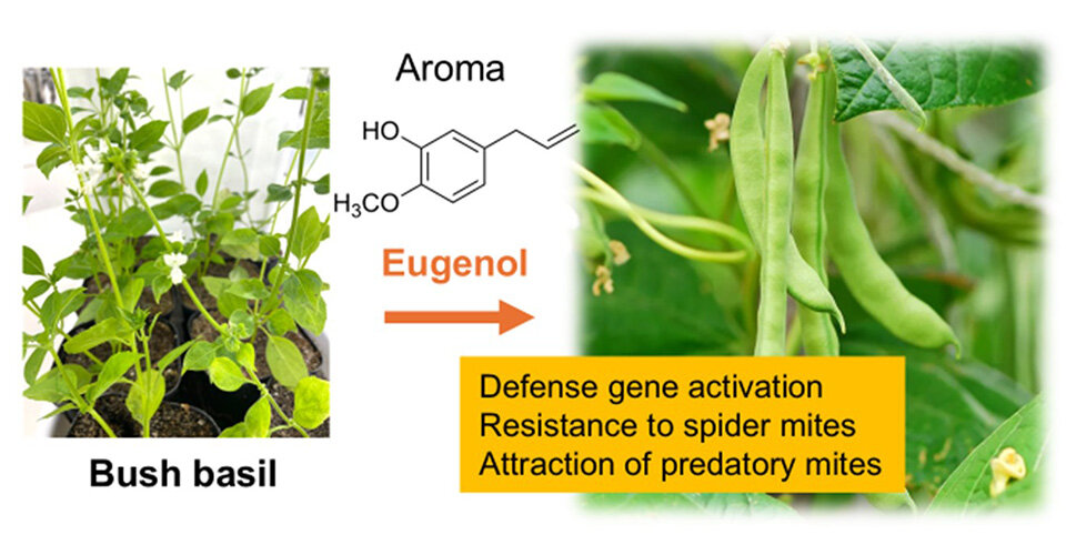 Beyond Pesticides: Discovering Nature's Own Pest Control with Bush Basil Companion Plants