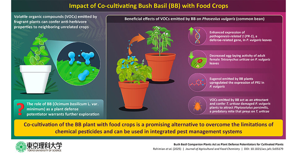 Beyond Pesticides: Discovering Nature's Own Pest Control with Bush Basil Companion Plants
