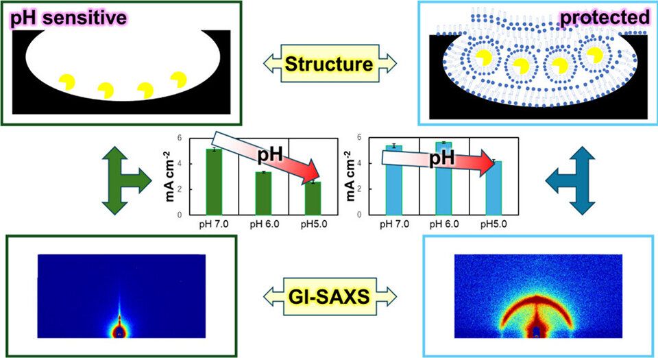 New Sugar-Based Stabilizer Keeps Sweat Sensors Working Under Acidic Conditions