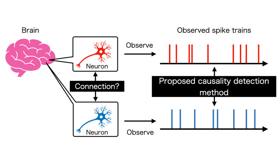 Mapping Causality in Neuronal Activity: Towards a Better Understanding of Brain Networks