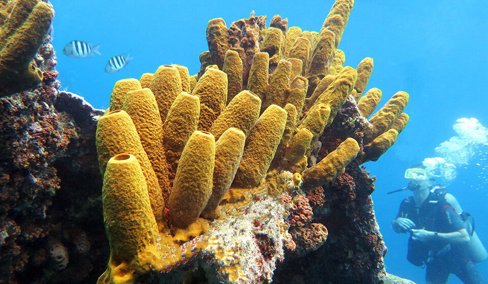 A Promising Treatment for Leishmaniasis Found in Okinawan Marine Sponges