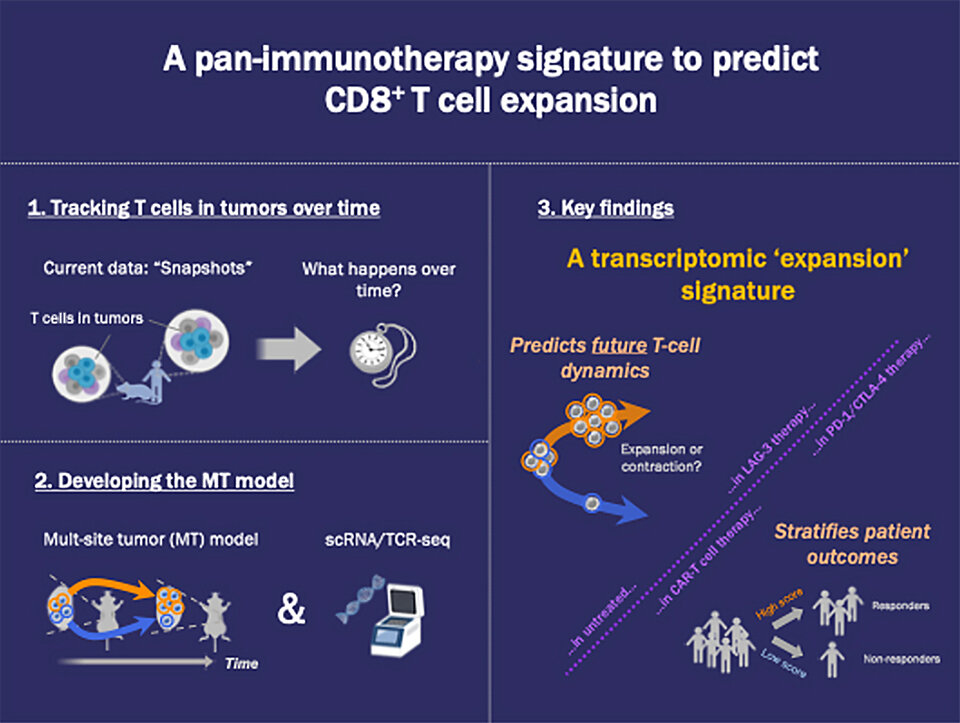 Decoding the T-Cell Burst: Signature Genes That Predict T-Cell Expansion in Cancer Immunotherapy
