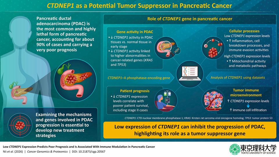 CTDNEP1 gene influences pancreatic cancer progression